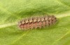 Adscita jordani: Half-grown larva in penultimate instar in autumn (e.o. rearing, Central Spain, Avila, Sierra de Gredos, Cuevas del Valle, oviposition in late April / early May 2024) [S]