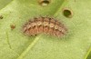 Adscita jordani: Half-grown larva in penultimate instar in autumn (e.o. rearing, Central Spain, Avila, Sierra de Gredos, Cuevas del Valle, oviposition in late April / early May 2024) [S]