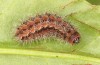 Adscita jordani: Larva in the final instar (e.o. rearing, Central Spain, Avila, Sierra de Gredos, Cuevas del Valle, oviposition in late April / early May 2024) [S]