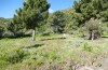 Adscita jordani: Habitat with Rumex acetosella agg. (Central Spain, Avila, Sierra de Gredos, Cuevas del Valle, late April 2024) [N]