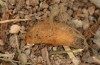 Adscita jordani: Cocoon, outer earthy layer removed (e.o. rearing, Central Spain, Avila, Sierra de Gredos, Cuevas del Valle, oviposition in late April 2024) [S]