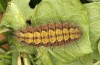 Adscita jordani: Larva in the final instar (e.o. rearing, Central Spain, Avila, Sierra de Gredos, Cuevas del Valle, oviposition in late April / early May 2024) [S]
