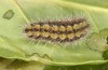 Adscita jordani: Larva in the final instar (e.o. rearing, Central Spain, Avila, Sierra de Gredos, Cuevas del Valle, oviposition in late April / early May 2024) [S]