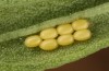 Adscita jordani: Eggs (Central Spain, Avila, Sierra de Gredos, Cuevas del Valle, late April / early May 2024) [S]