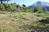 Adscita jordani: Habitat with Rumex acetosella agg. (Central Spain, Avila, Sierra de Gredos, Cuevas del Valle, late April 2024) [N]