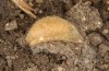 Adscita jordani: Cocoon, outer earthy layer removed (e.o. rearing, Central Spain, Avila, Sierra de Gredos, Cuevas del Valle, oviposition in late April 2024) [S]