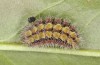 Adscita jordani: Larva in the final instar (e.o. rearing, Central Spain, Avila, Sierra de Gredos, Cuevas del Valle, oviposition in late April / early May 2024) [S]