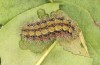 Adscita jordani: Larva in the final instar (e.o. rearing, Central Spain, Avila, Sierra de Gredos, Cuevas del Valle, oviposition in late April / early May 2024) [S]