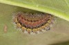 Adscita jordani: Larva in the final instar (e.o. rearing, Central Spain, Avila, Sierra de Gredos, Cuevas del Valle, oviposition in late April / early May 2024) [S]