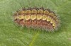Adscita jordani: Larva in the final instar (e.o. rearing, Central Spain, Avila, Sierra de Gredos, Cuevas del Valle, oviposition in late April / early May 2024) [S]