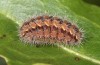 Adscita jordani: Larva in the final instar (e.o. rearing, Central Spain, Avila, Sierra de Gredos, Cuevas del Valle, oviposition in late April / early May 2024) [S]