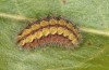 Adscita jordani: Larva in the final instar (e.o. rearing, Central Spain, Avila, Sierra de Gredos, Cuevas del Valle, oviposition in late April / early May 2024) [S]
