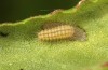 Adscita jordani: L2 larva (e.o. rearing, Central Spain, Avila, Sierra de Gredos, Cuevas del Valle, oviposition in late April / early May 2024) [S]