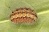 Adscita jordani: Larva in the final instar (e.o. rearing, Central Spain, Avila, Sierra de Gredos, Cuevas del Valle, oviposition in late April / early May 2024) [S]