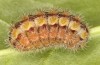 Adscita jordani: Larva in the final instar (e.o. rearing, Central Spain, Avila, Sierra de Gredos, Cuevas del Valle, oviposition in late April / early May 2024) [S]