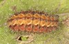 Adscita jordani: Larva in the final instar (e.o. rearing, Central Spain, Avila, Sierra de Gredos, Cuevas del Valle, oviposition in late April / early May 2024) [S]