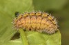 Adscita jordani: Larva in the final instar (e.o. rearing, Central Spain, Avila, Sierra de Gredos, Cuevas del Valle, oviposition in late April / early May 2024) [S]