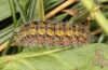 Adscita jordani: Larva in the final instar (e.o. rearing, Central Spain, Avila, Sierra de Gredos, Cuevas del Valle, oviposition in late April / early May 2024) [S]