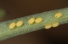 Adscita jordani: Eggs (Central Spain, Avila, Sierra de Gredos, Cuevas del Valle, late April / early May 2024) [S]