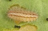 Adscita jordani: Larva L3 (e.o. Spain, Sierra de Gredos, Cuevas del Valle, female on 07. May 2022) [S]