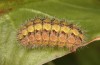 Adscita jordani: Larva in the final instar (e.o. rearing, Central Spain, Avila, Sierra de Gredos, Cuevas del Valle, oviposition in late April / early May 2024) [S]