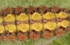 Adscita jordani: Larva in the final instar (e.o. rearing, Central Spain, Avila, Sierra de Gredos, Cuevas del Valle, oviposition in late April / early May 2024) [S]