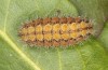 Adscita jordani: Larva in the final instar (e.o. rearing, Central Spain, Avila, Sierra de Gredos, Cuevas del Valle, oviposition in late April / early May 2024) [S]