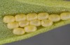 Adscita jordani: Eggs (Central Spain, Avila, Sierra de Gredos, Cuevas del Valle, late April / early May 2024) [S]
