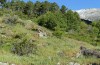 Adscita jordani: Habitat with Rumex acetosella agg. (Central Spain, Avila, Sierra de Gredos, Cuevas del Valle, late April 2024) [N]