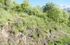 Adscita jordani: Habitat with Rumex acetosella agg. (Central Spain, Avila, Sierra de Gredos, Cuevas del Valle, late April 2024) [N]