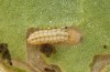 Adscita jordani: L2 larva (e.o. rearing, Central Spain, Avila, Sierra de Gredos, Cuevas del Valle, oviposition in late April / early May 2024) [S]