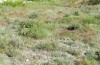 Adscita jordani: Habitat with Rumex acetosella agg. (Central Spain, Avila, Sierra de Gredos, Cuevas del Valle, late April 2024) [N]