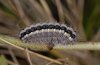 Zygaena lavandulae: Fully-grown larva, lateral [S]