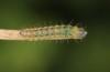 Zygaena lonicerae: Larva L1 (e.o. Switzerland, Valais, Täschalpe, oviposition in mid-July 2022) [S]