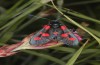 Zygaena lonicerae: Falter (e.o. Wallis, Täschalüpe, Eiablage im Juli 2022) [S]