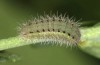 Zygaena loti: Larva L3 (e.o. S-Germany, eastern Swabian Alb, Heidenheim/Brenz, oviposition late June 2022) [S]