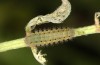 Zygaena loti: Larva in the first postdiapause skin after the first hibernation (e.o. S-Germany, eastern Swabian Alb, Heidenheim/Brenz, oviposition late June 2022) [S]