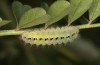 Zygaena loti: Larva in the ultimate instar (e.o. S-Germany, eastern Swabian Alb, Heidenheim/Brenz, oviposition late June 2022) [S]