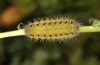 Zygaena loti: Larva in the ultimate instar (e.o. S-Germany, eastern Swabian Alb, Heidenheim/Brenz, oviposition late June 2022) [S]