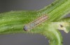 Zygaena loti: Larva L1 (e.o. S-Germany, eastern Swabian Alb, Heidenheim/Brenz, oviposition late June 2022) [S]