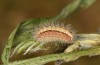 Adscita mannii: Larva L4 (e.o. rearing, N-Greece, Siatista, oviposition in early June 2021) [S]