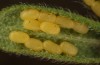 Adscita mannii: Eggs on Cistus (Sicily, San Vito lo Capo, early May 2023) [S]