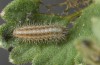 Zygaena minos: Larva L2 (e.o. S-Germany, eastern Swabian Alb, eggs in mid-June 2022) [S]