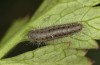 Zygaena minos: Raupe L3 (e.o. Ostalb, Heidenheim, Eigelege Mitte Juni 2022) [S]