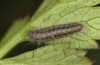 Zygaena minos: Larva L3 (e.o. S-Germany, eastern Swabian Alb, eggs in mid-June 2022) [S]