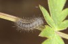 Zygaena minos: Larva still in the diapause skin in spring (e.o. S-Germany, eastern Swabian Alb, eggs in mid-June 2022) [S]