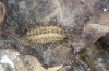 Zygaena minos: Larva in the first diapause instar in hibernation (e.o. S-Germany, eastern Swabian Alb, eggs in mid-June 2022) [S]