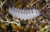 Zygaena minos: Larva (eastern Swabian Alb, Gerstetten, mid-May 2013) [N]