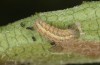 Jordanita notata: Larva in the fourth instar (e.o. rearing, Sicily, San Vito lo Capo, oviposition in late April 2023) [S]