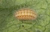 Jordanita notata: Larva in the fourth instar (e.o. rearing, Sicily, San Vito lo Capo, oviposition in late April 2023) [S]